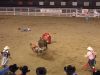 bull3-.jpg