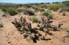 cactus-.jpg