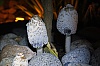 champignons-.jpg