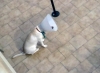 chien-.jpg