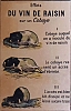 cobaye_.jpg