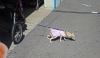 dog-.jpg