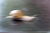 escargot-.jpg
