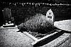 fleursdecimetiere-.jpg