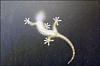 gecko-.jpg