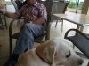 labrador-.jpg