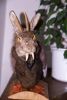 lapin650.jpg
