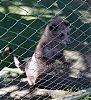 luwak2-.jpg