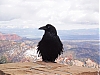 oiseau1-.jpg