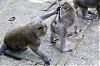 singes-.jpg