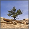 unarbre-.jpg