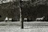 Au_soleil___Leica_IIf.jpg