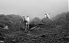 Dsc_3722_nb2_-_Copie_-_Copie.jpg