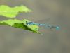 Agrion.jpg