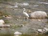 aigrette.jpg