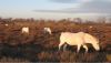 chevaux_camargue.jpg
