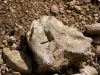 fossile_fee.jpg