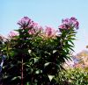 Blois_7414_001.jpg