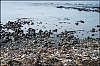 Bombay-2.jpg
