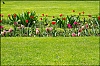 Fleurs.jpg