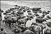 Ph-2012-08-05-Yangon-Mawlamyine-L1006285-Modifier-Modifier.jpg