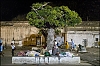 arbre.jpg