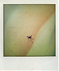moustique.jpg