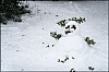 neige.jpg