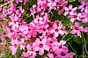 ph-fleurs-002.jpg