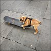 ph-skate-0001.jpg