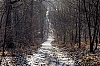 120204_Bleau_1.jpg
