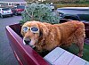 800xsmalldoggytree.jpg
