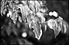 L1001318.jpg