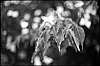 L1001339.jpg