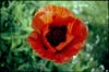 Coquelicot1.jpg