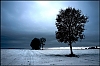 arbre1--2-.jpg
