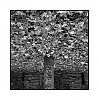 arbre1.jpg