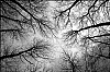 arbre1a.jpg