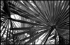 palme.jpg