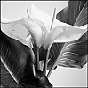 ARUM.jpg