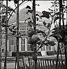 RolleiflexTriXKahn008.jpg