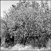 TLRBuisAcros003.jpg