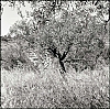 TLRBuisTMax017.jpg