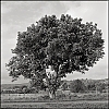 TLRTrixarbre.jpg