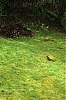 170---033-r-2B-Pirate.jpg