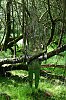 2015-DSCF6924-28Ecosse29-Queen-Elizabeth-Forest-Park-c-700.jpg