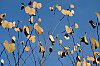 2016-DSCF9787-Ballade-a-Bras-du-6-decembre-c700.jpg