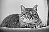 2018-N_B-04-ndeg11-SFLP-Cookie.jpg