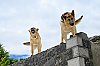 2019-DSC2070-Grece---Perahora---Chiens.jpg