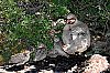 2019-DSC2165-Grece---Capr-Sounion---Femelle-et-poussins-perdrix-rouges.jpg